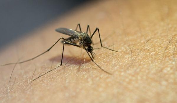 Saúde começa a distribuir nesta segunda-feira novo lote de vacinas contra dengue